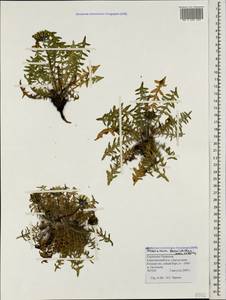 Taraxacum tenuisectum Sommier & Levier, Caucasus, Stavropol Krai, Karachay-Cherkessia & Kabardino-Balkaria (K1b) (Russia)