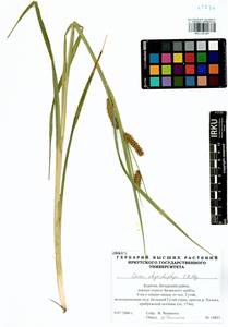 Carex utriculata Boott, Siberia, Baikal & Transbaikal region (S4) (Russia)