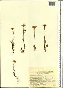 Packera heterophylla (Fisch.) E. L. Wiebe, Siberia, Chukotka & Kamchatka (S7) (Russia)