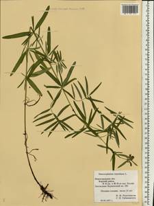 Dracocephalum ruyschiana L., Eastern Europe, Volga-Kama region (E7) (Russia)