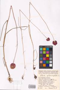 Allium sphaerocephalon L., Eastern Europe, Lower Volga region (E9) (Russia)