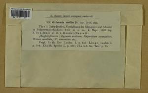 Grimmia mollis Bruch & Schimp., Bryophytes, Bryophytes - Western Europe (BEu) (Austria)