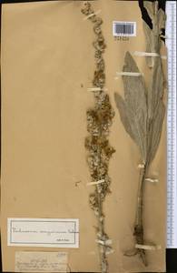 Verbascum songaricum Schrenk, Middle Asia, Dzungarian Alatau & Tarbagatai (M5) (Kazakhstan)