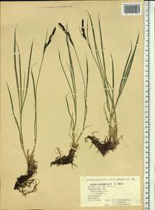 Carex microchaeta subsp. nesophila (Holm) D.F.Murray, Siberia, Chukotka & Kamchatka (S7) (Russia)
