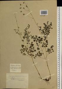 Thalictrum foetidum L., Siberia, Western Siberia (S1) (Russia)