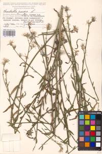 Chondrilla juncea L., Eastern Europe, Moscow region (E4a) (Russia)