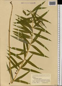 Polygonatum verticillatum (L.) All., Eastern Europe, Latvia (E2b) (Latvia)