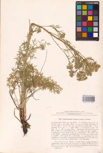 Aulacospermum multifidum (Sm.) Woronow, Eastern Europe, Eastern region (E10) (Russia)
