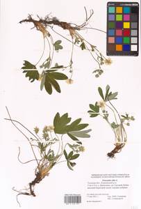 Potentilla alba L., Eastern Europe, Central region (E4) (Russia)