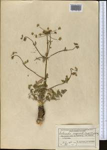 Schrenkia vaginata (Ledeb.) Fisch. & C.A.Mey., Middle Asia, Northern & Central Tian Shan (M4) (Kazakhstan)