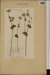 Ranunculus montanus Willd., Western Europe (EUR) (France)