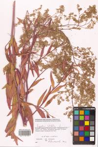 Lepidium latifolium L., Eastern Europe, South Ukrainian region (E12) (Ukraine)