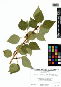 Populus tremuloides Michx., Siberia, Baikal & Transbaikal region (S4) (Russia)