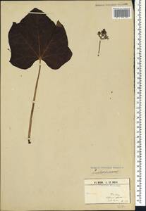 Euphorbiaceae, Africa (AFR) (Guinea)