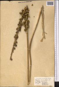 Eremurus zenaidae Vved., Middle Asia, Western Tian Shan & Karatau (M3) (Kyrgyzstan)