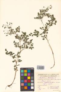 Thalictrum foetidum L., Siberia, Russian Far East (S6) (Russia)