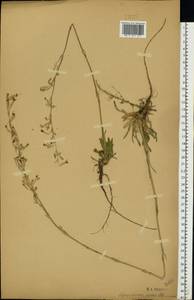 Silene chlorantha (Willd.) Ehrh., Eastern Europe, Volga-Kama region (E7) (Russia)