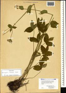 Astrantia maxima Pall., Caucasus, South Ossetia (K4b) (South Ossetia)