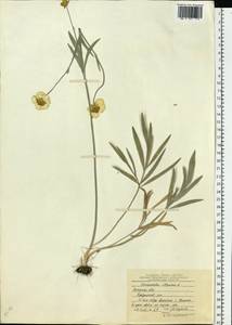 Ranunculus illyricus L., Eastern Europe, Central forest-and-steppe region (E6) (Russia)