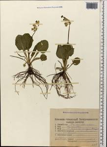 Primula veris subsp. macrocalyx (Bunge) Lüdi, Caucasus, North Ossetia, Ingushetia & Chechnya (K1c) (Russia)