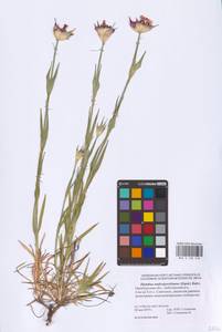 Dianthus capitatus subsp. andrzejowskianus Zapał., Eastern Europe, Eastern region (E10) (Russia)