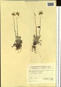 Antennaria lanata (Hook.) Greene, Siberia, Chukotka & Kamchatka (S7) (Russia)