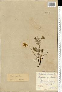 Argentina anserina subsp. egedii (Wormsk.) Á. Löve & Ritchie, Eastern Europe, Northern region (E1) (Russia)