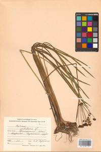 Butomus umbellatus L., Siberia, Russian Far East (S6) (Russia)