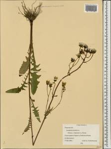 Crepis biennis L., Eastern Europe, North-Western region (E2) (Russia)