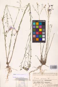 Linum austriacum L., Eastern Europe, Lower Volga region (E9) (Russia)