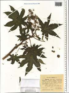 Ricinus communis L., Africa (AFR) (Ethiopia)