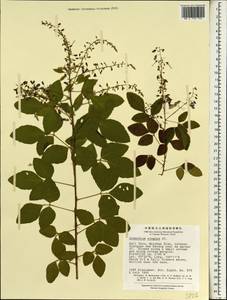 Desmodium elegans DC., South Asia, South Asia (Asia outside ex-Soviet states and Mongolia) (ASIA) (China)