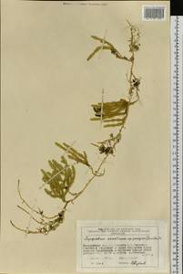 Spinulum annotinum subsp. dubium (Zoëga) J.H.Xue, Chepinoga & K.P.Ma, Siberia, Chukotka & Kamchatka (S7) (Russia)