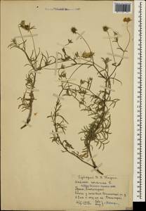 Lomelosia argentea (L.) Greuter & Burdet, Crimea (KRYM) (Russia)