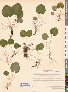 Viola epipsila subsp. repens (Turcz.) W.Becker, Siberia, Chukotka & Kamchatka (S7) (Russia)