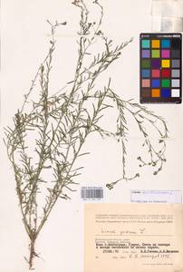 Linum austriacum L., Eastern Europe, Lower Volga region (E9) (Russia)