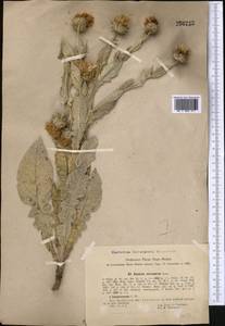 Cousinia microcarpa Boiss., Middle Asia, Syr-Darian deserts & Kyzylkum (M7) (Uzbekistan)