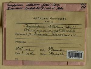 Climacium dendroides (Hedw.) F. Weber & D. Mohr, Bryophytes, Bryophytes - Middle Russia (B6) (Russia)