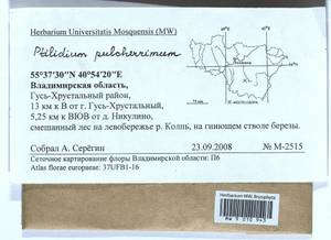 Ptilidium pulcherrimum (Weber) Vain., Bryophytes, Bryophytes - Middle Russia (B6) (Russia)