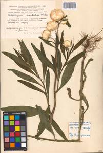 Xerochrysum bracteatum (Vent.) Tzvelev, Eastern Europe, Lithuania (E2a) (Lithuania)