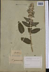 Stachys germanica L., Western Europe (EUR) (Not classified)