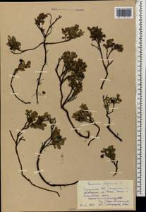 Vaccinium uliginosum L., Caucasus, Georgia (K4) (Georgia)