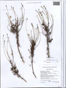 Argyranthemum frutescens (L.) Sch. Bip., Africa (AFR) (Spain)
