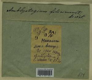 Cratoneuron filicinum (Hedw.) Spruce, Bryophytes, Bryophytes - Moscow City & Moscow Oblast (B6a) (Russia)