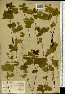 Rubus arcticus L., South Asia, South Asia (Asia outside ex-Soviet states and Mongolia) (ASIA) (China)