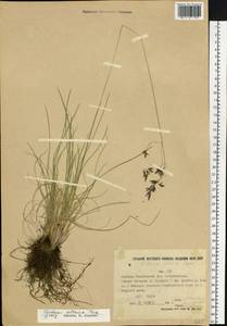 Festuca altaica Trin., Siberia, Yakutia (S5) (Russia)