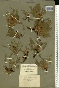 Astragalus testiculatus Pall., Eastern Europe, Lower Volga region (E9) (Russia)
