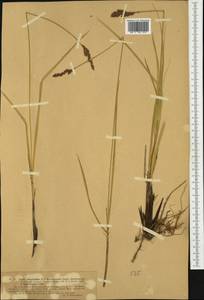 Carex paniculata L., Western Europe (EUR) (Germany)