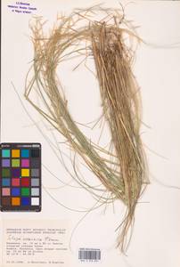 Stipa ucrainica P.A.Smirn., Eastern Europe, Lower Volga region (E9) (Russia)