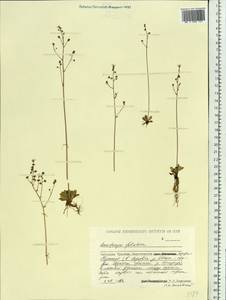 Micranthes foliolosa (R.Br.) Gornall, Siberia, Chukotka & Kamchatka (S7) (Russia)